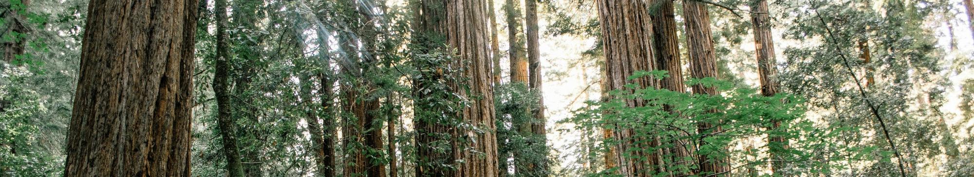 Muir Woods
