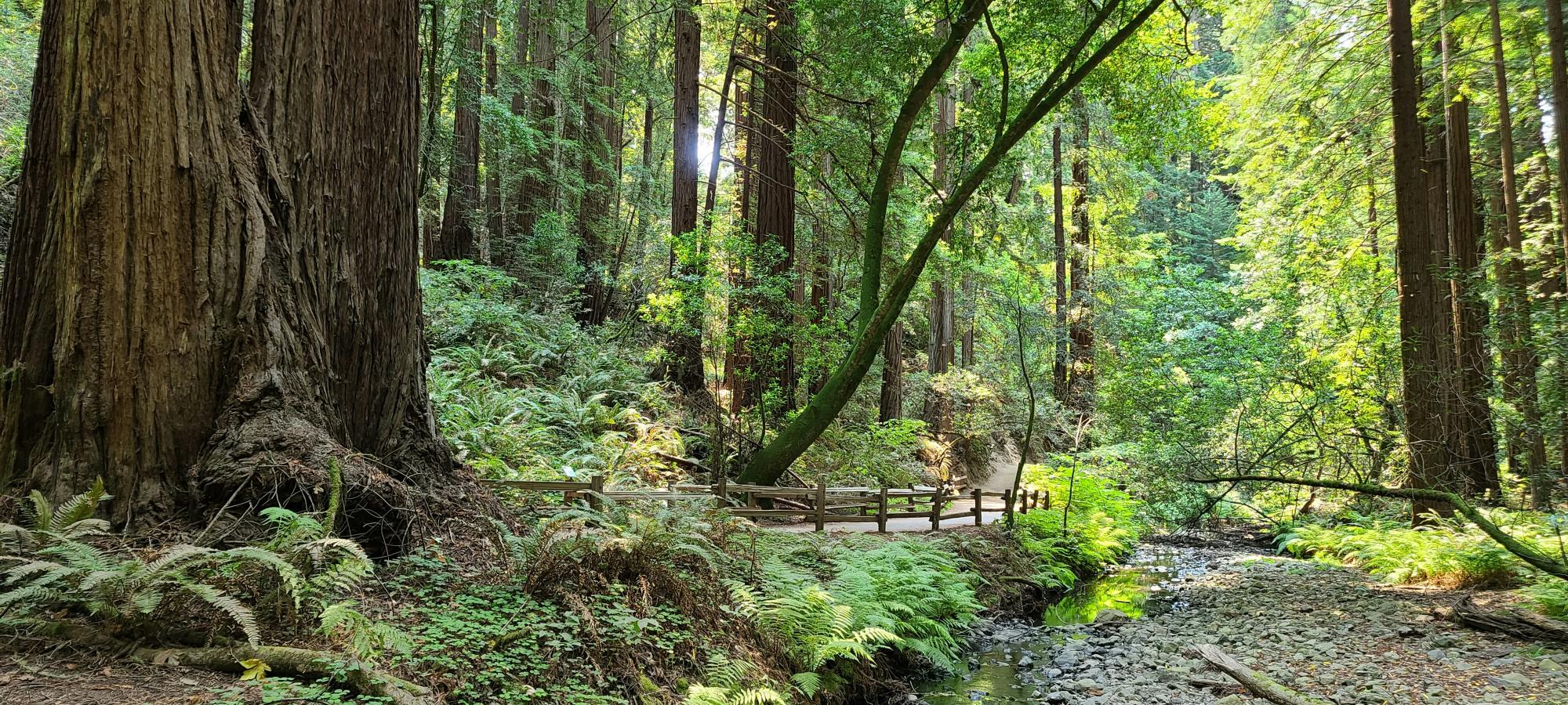 Muir Woods 1