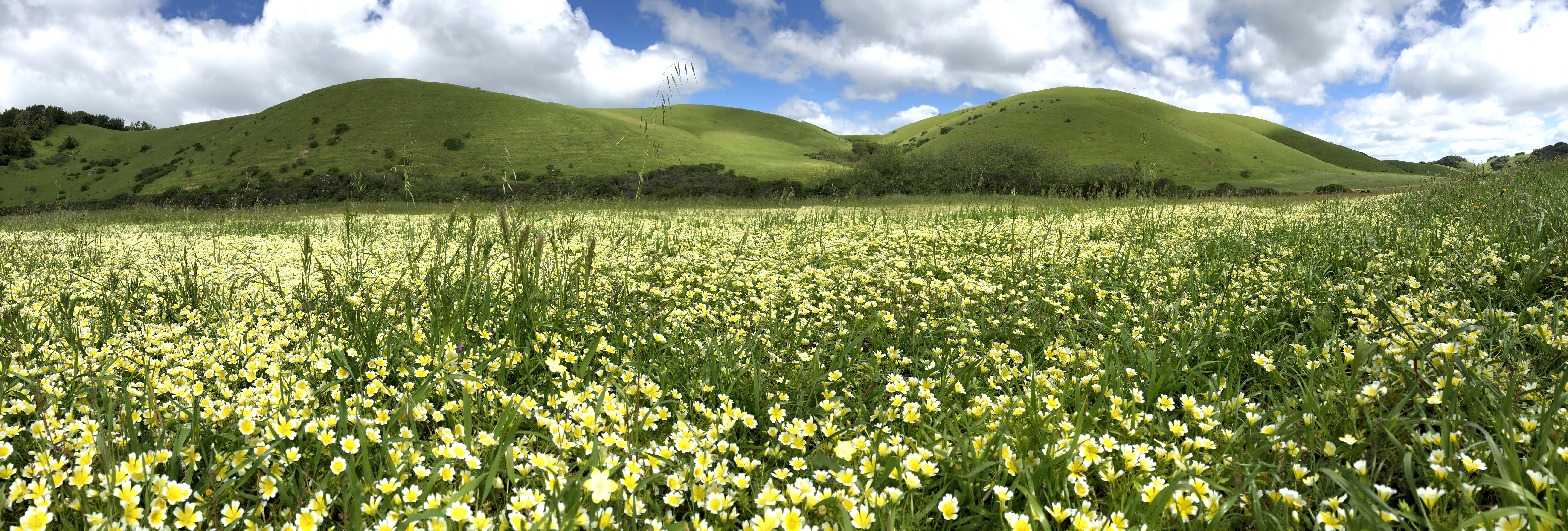 A view of a flowered pasture and hills in the background at a Marin County Parks property.