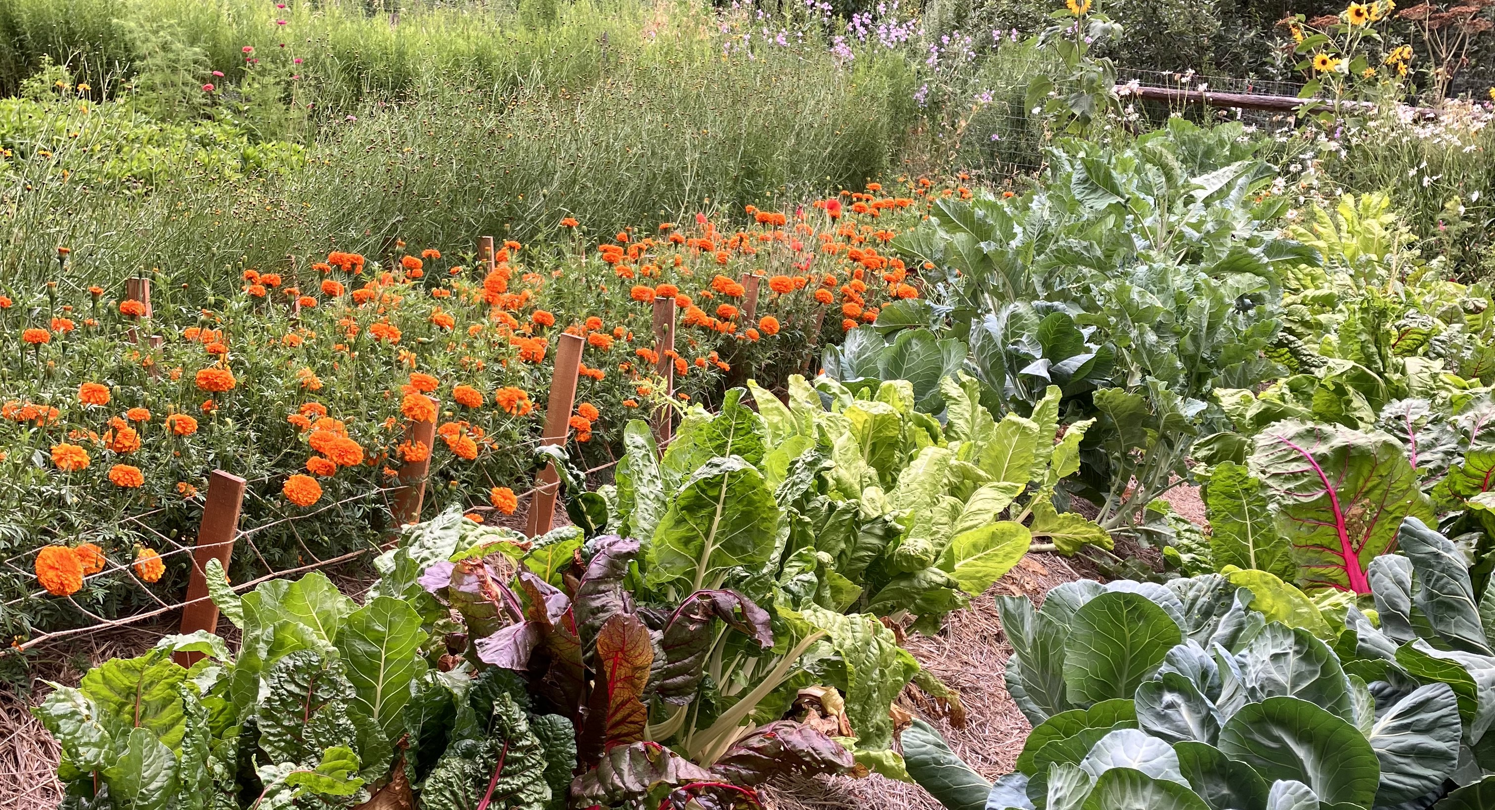 A view of a community garden with vegetables and flowers.