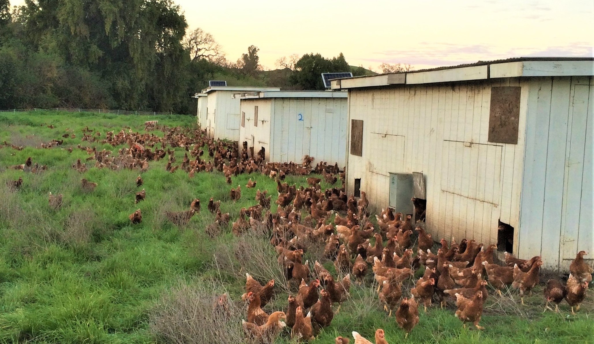 Chickens poultry agriculture.