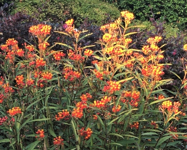 Tropical milkweed grows on a hillside.