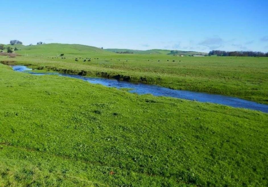 A creek runs through green pastures on McDowell Ranch.