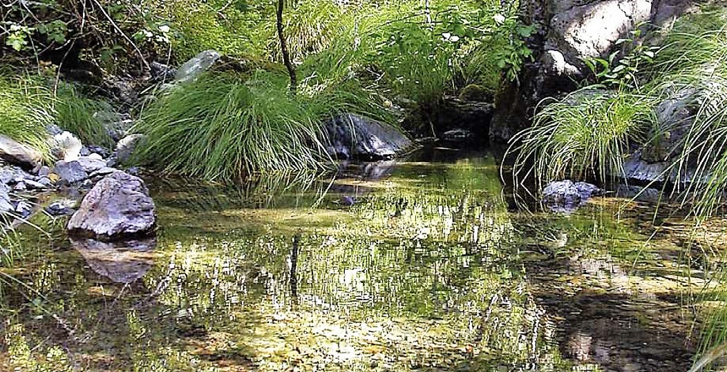 A closeup view of a stream in the San Geronimo Valley.