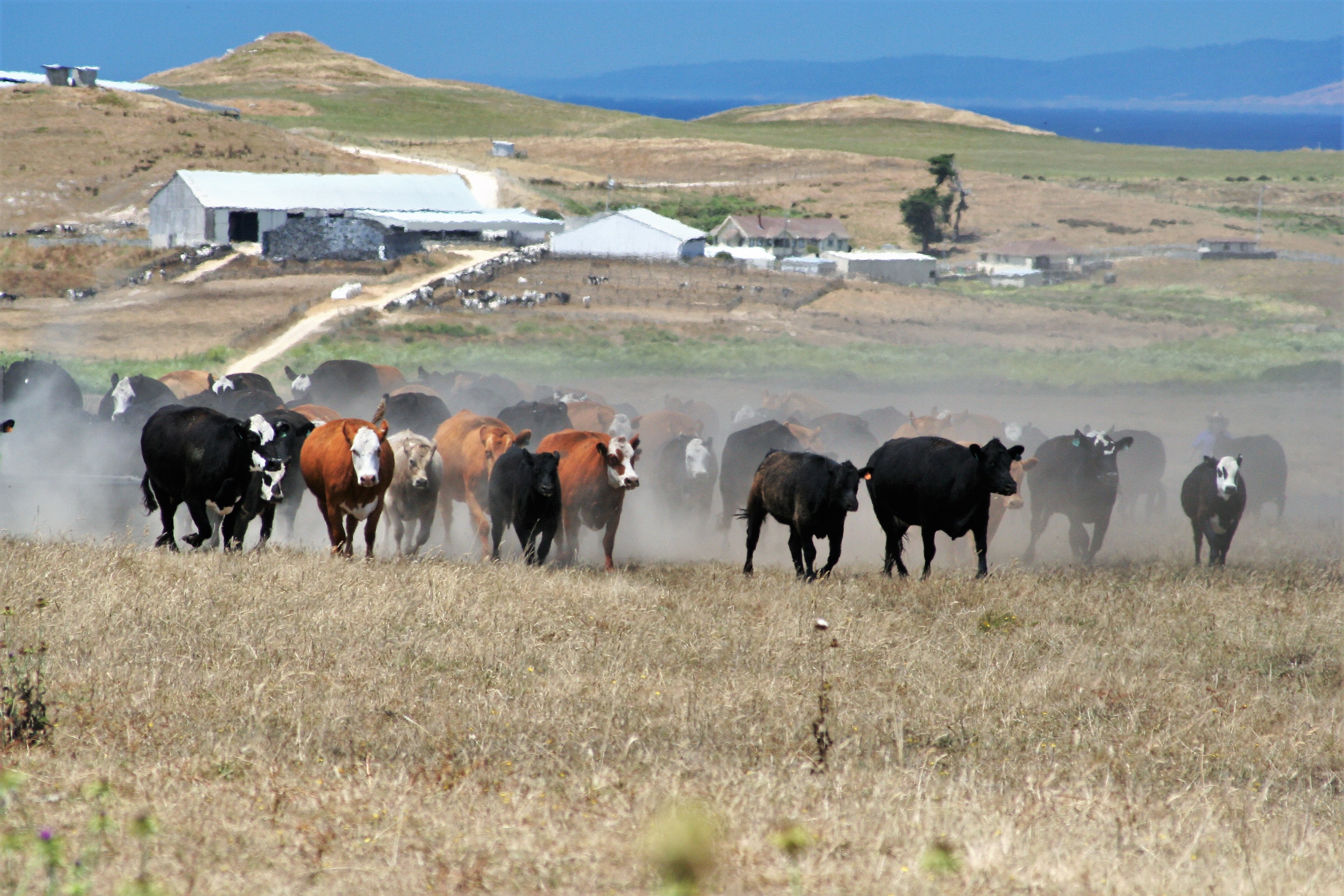 Cattle walk in a dusty pasture during the drought.