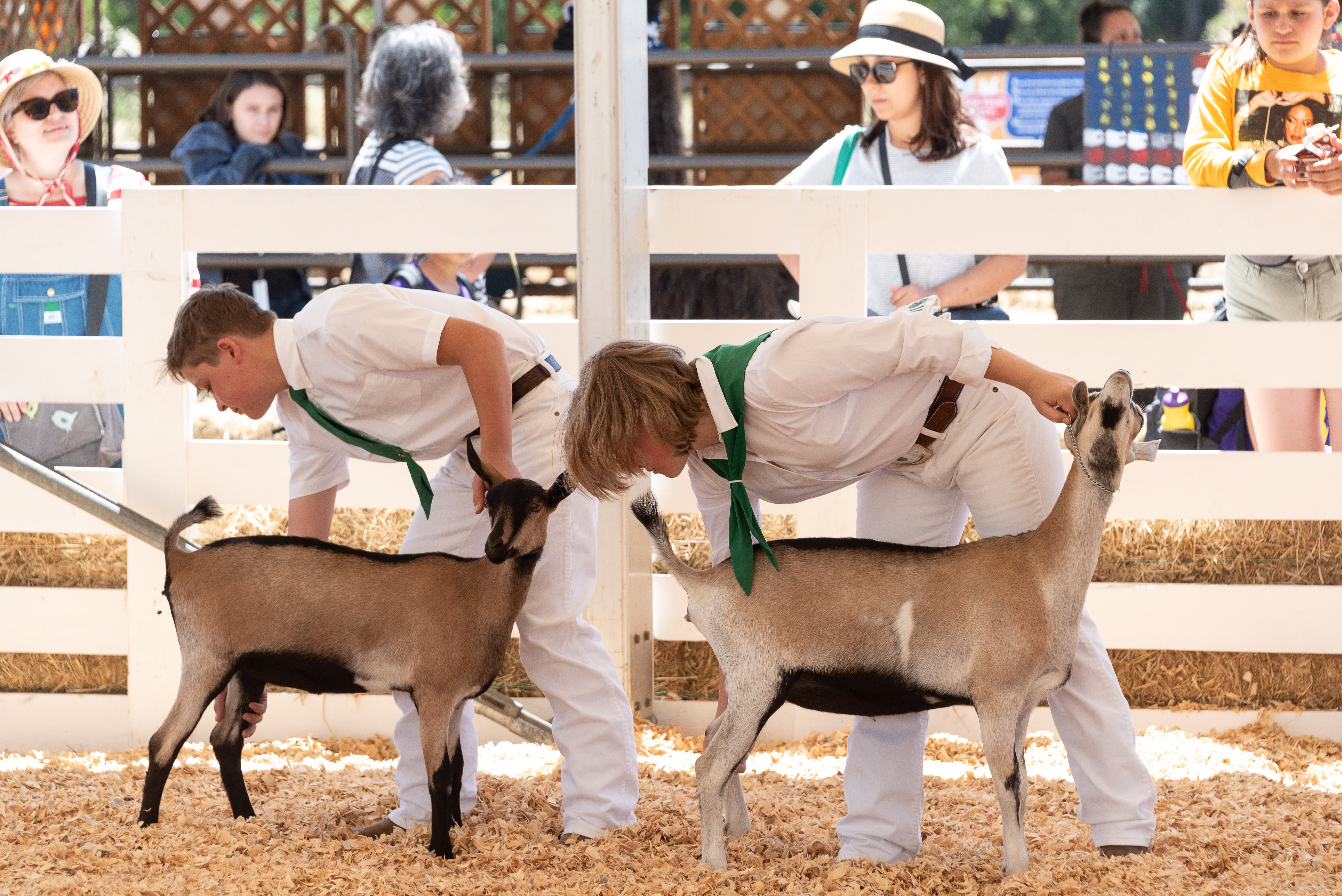 Two kids display their goats at the Marin County Fair farm animal contest.