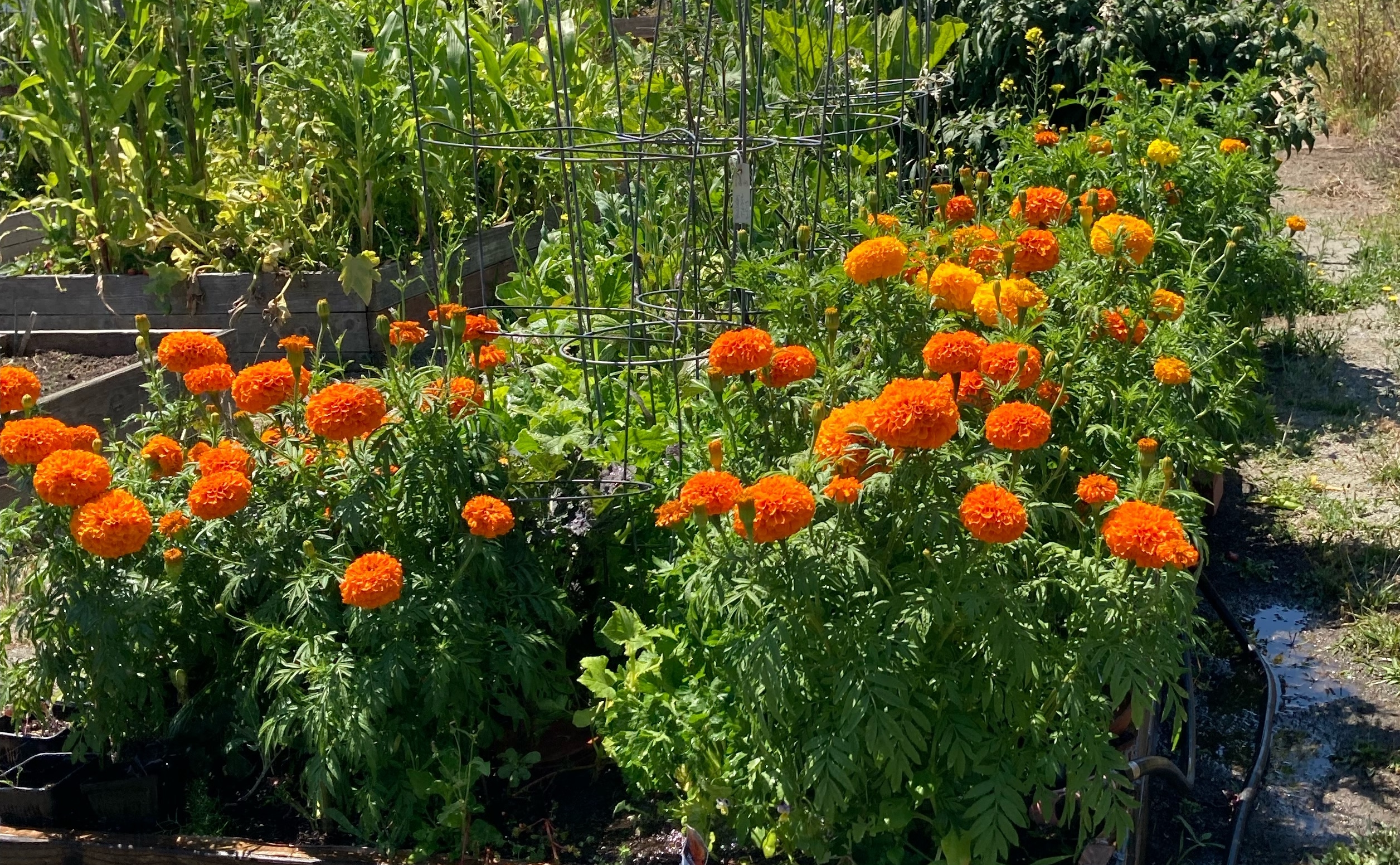 Flowers in a community garden