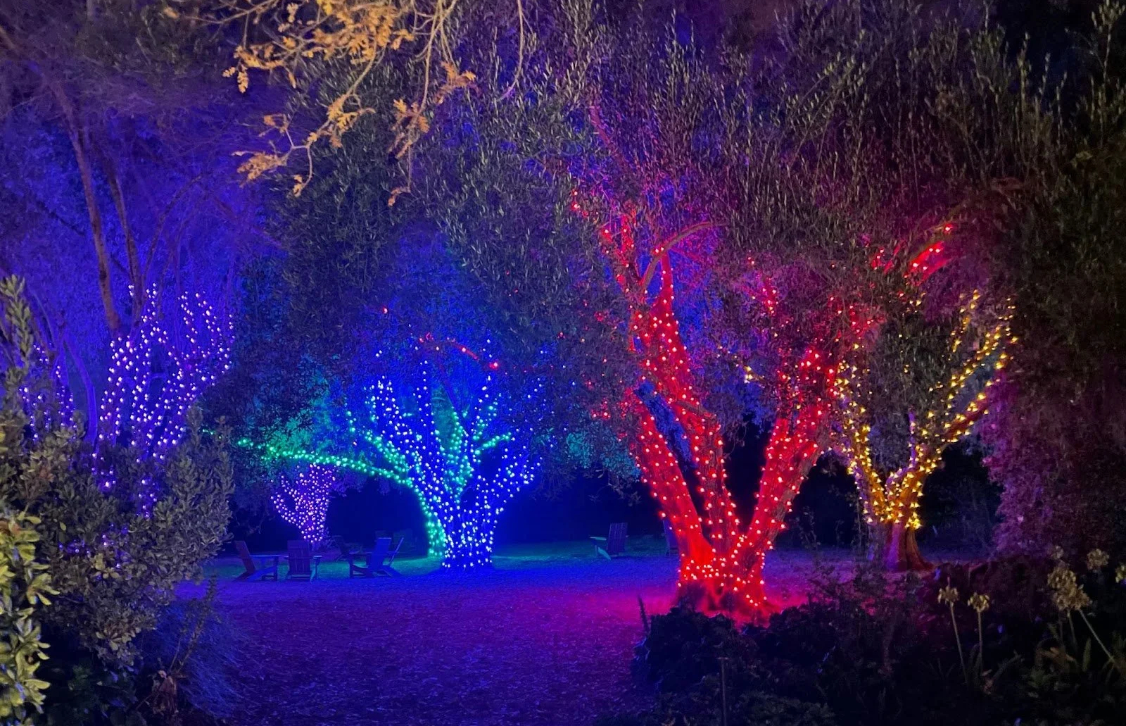 A nighttime view of holiday lights on trees and a pathway.
