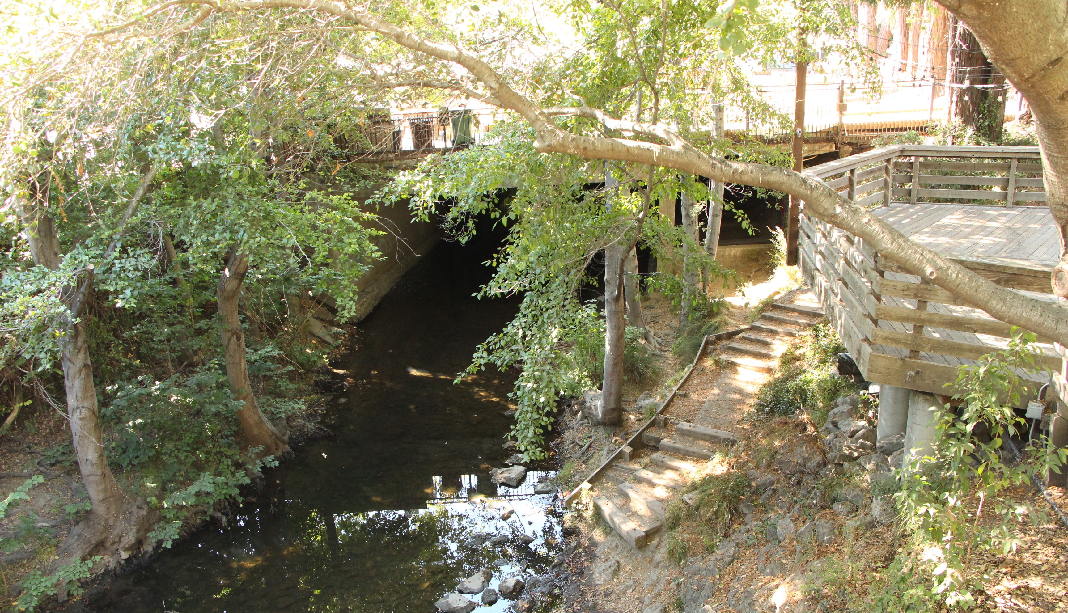 Overgrown trees, shrubs, and foilage covering San Anselmo Creek as shown from the bridge that will be removed.