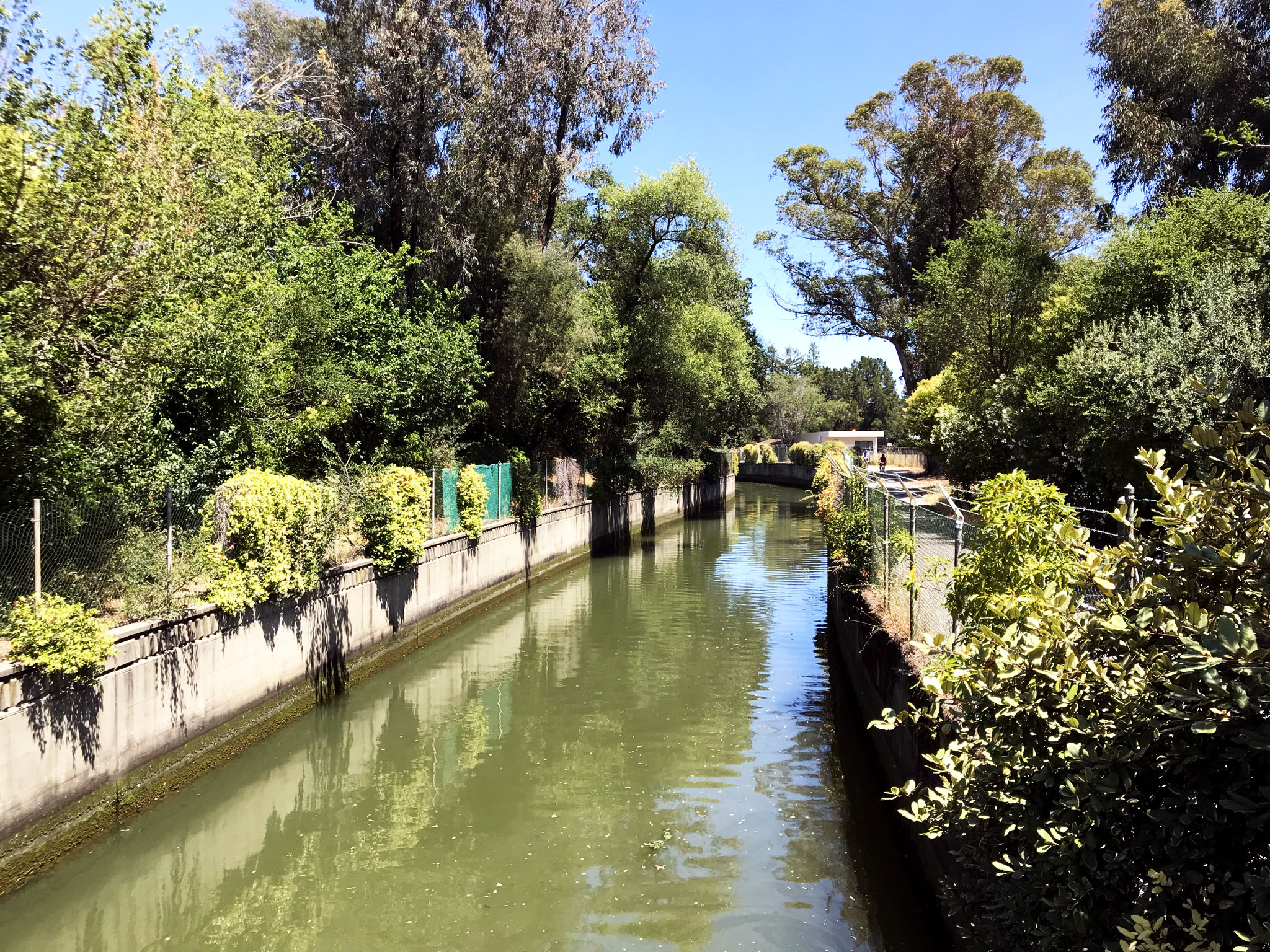 Corte Madera Creek, with vegetation growing on both sides.