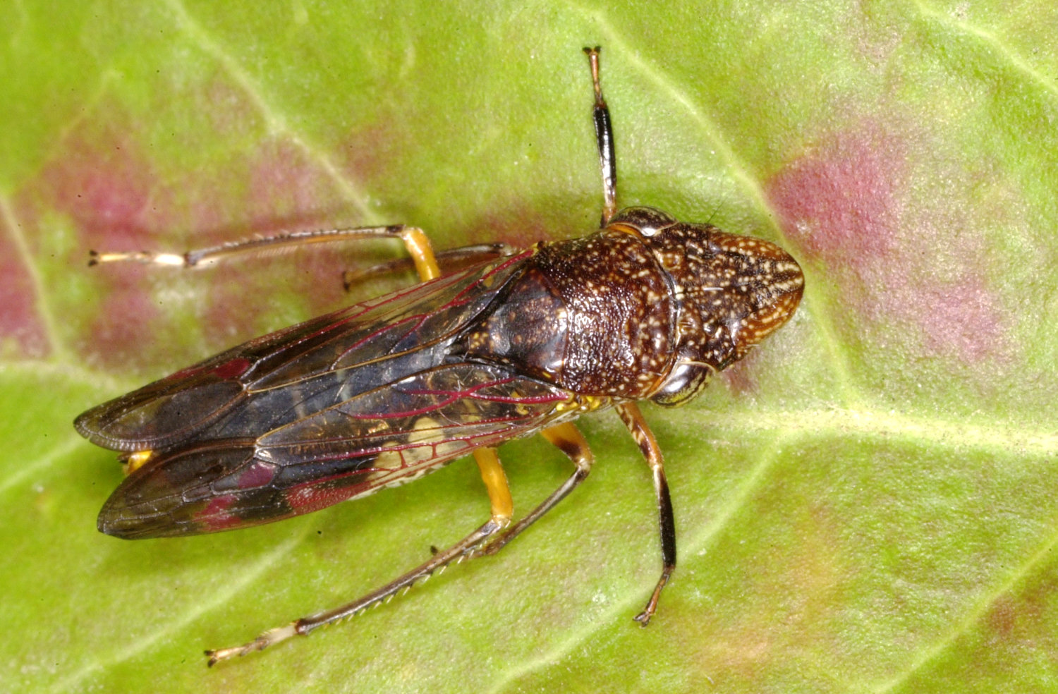 Glassy winged sharpshooter isits on a leaf.