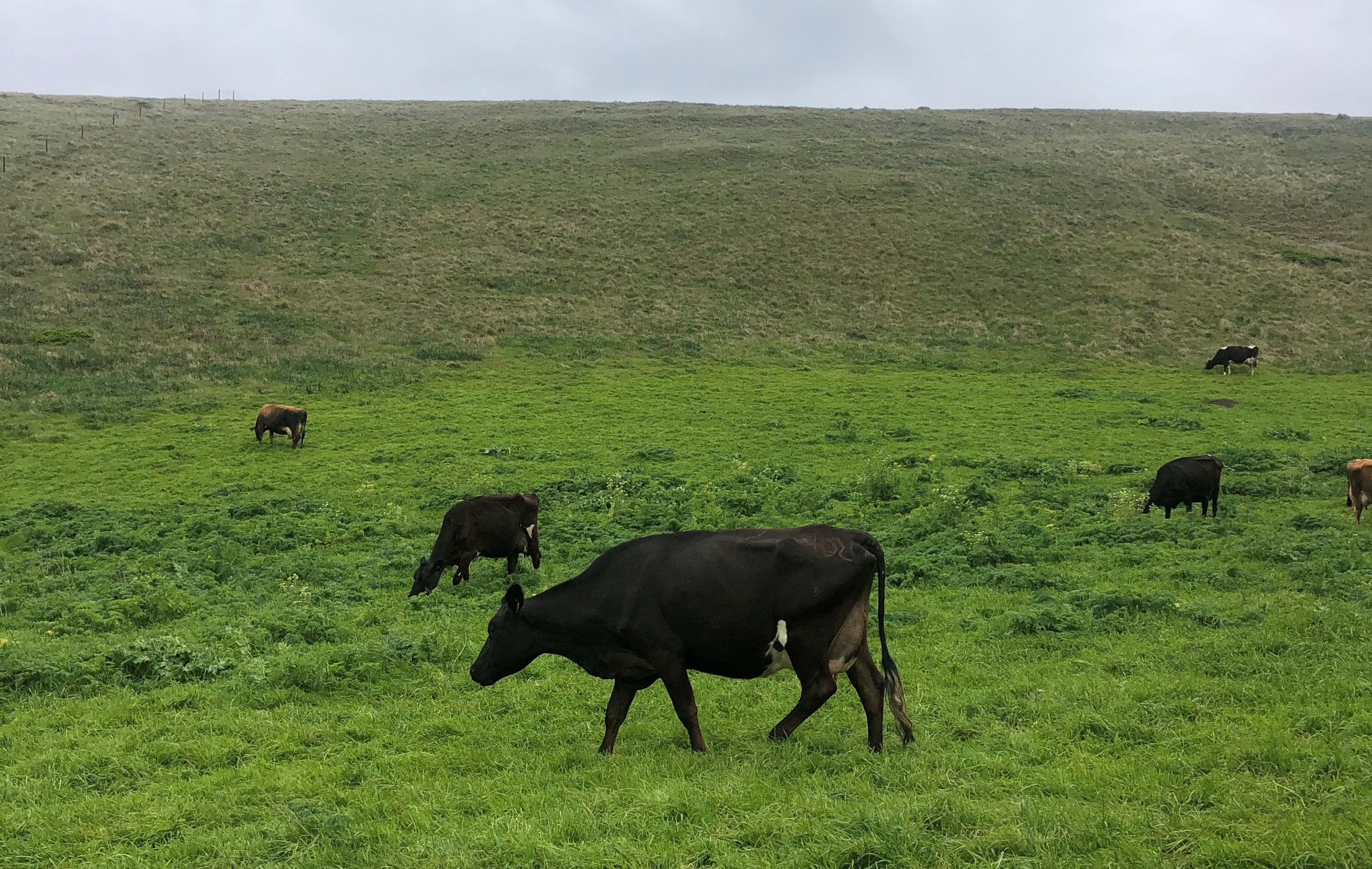 Cows graze on a West Marin ranch near Inverness.