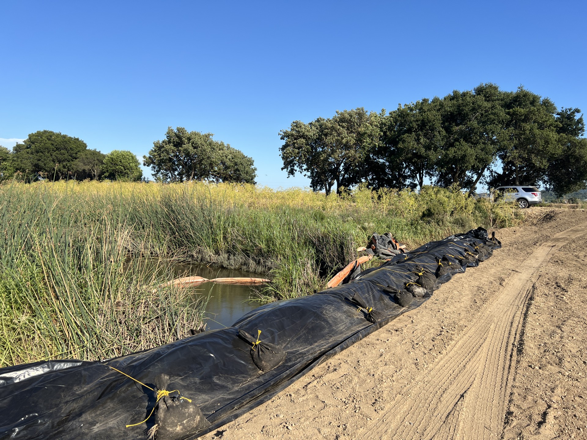 Downstream end of the project cofferdam on Novato Creek.