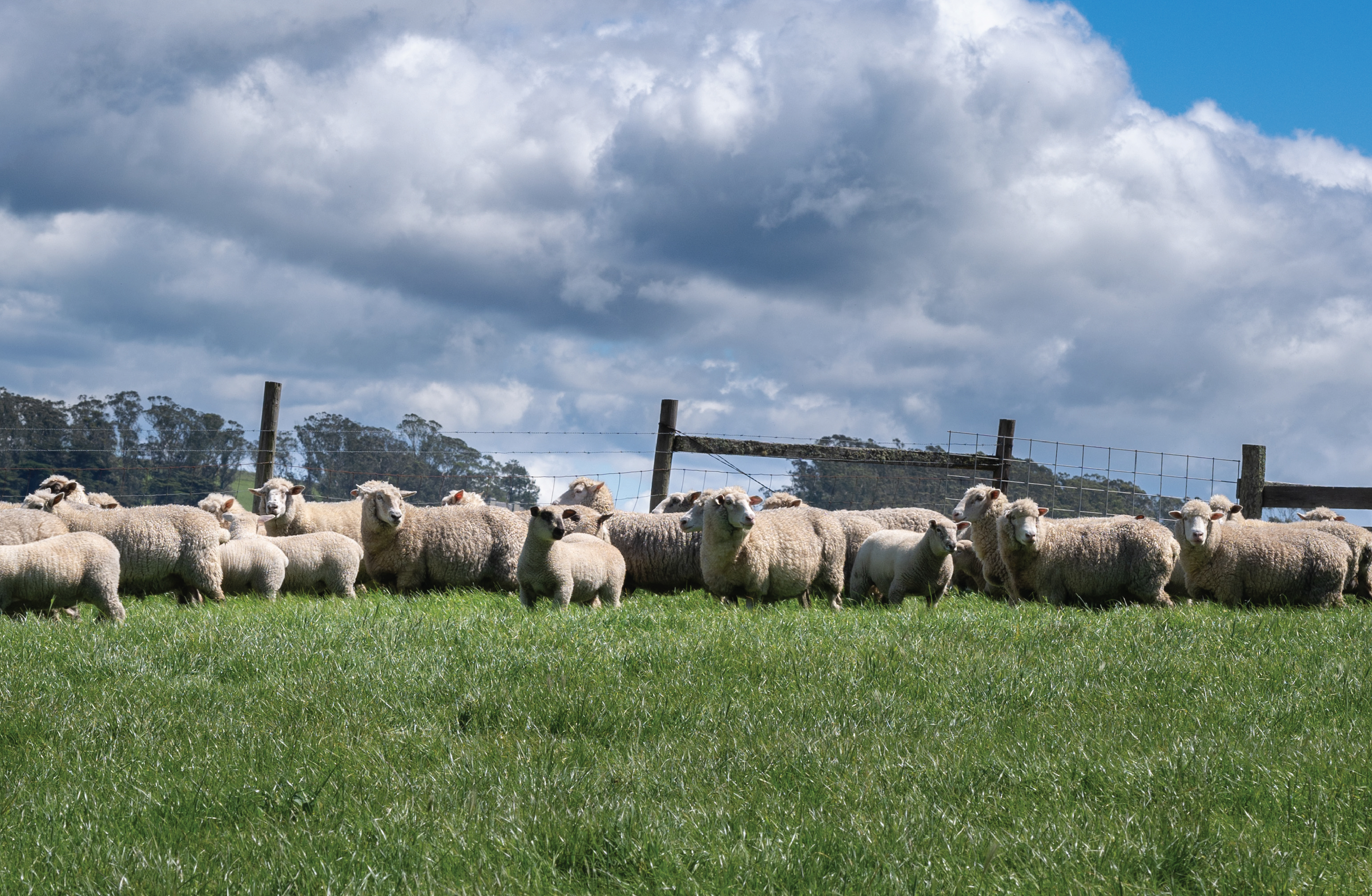 A flock of sheep in a pasture.