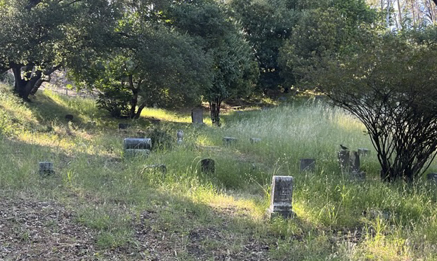 Headstones in a cemetery with overgrown vegetation around them.
