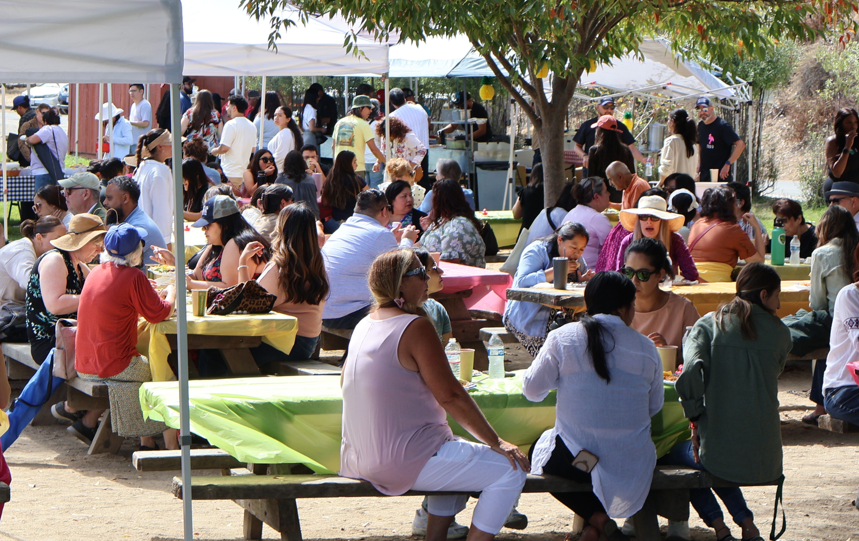 Several dozen people sit on picnic benches and have lunch at a park.