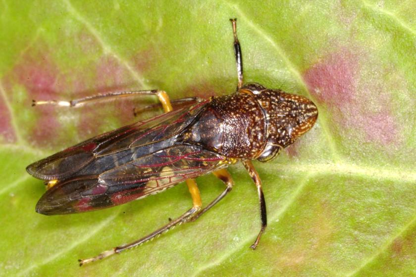 Glassy winged sharpshooter isits on a leaf.