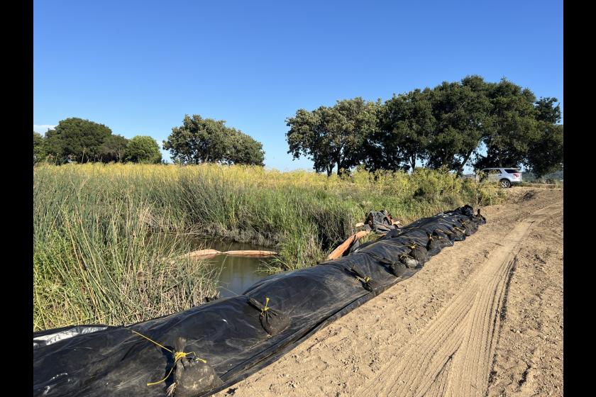 Downstream end of the project cofferdam on Novato Creek.