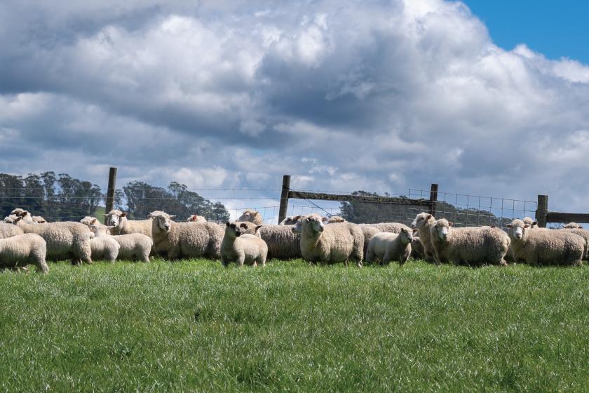 A flock of sheep in a pasture.