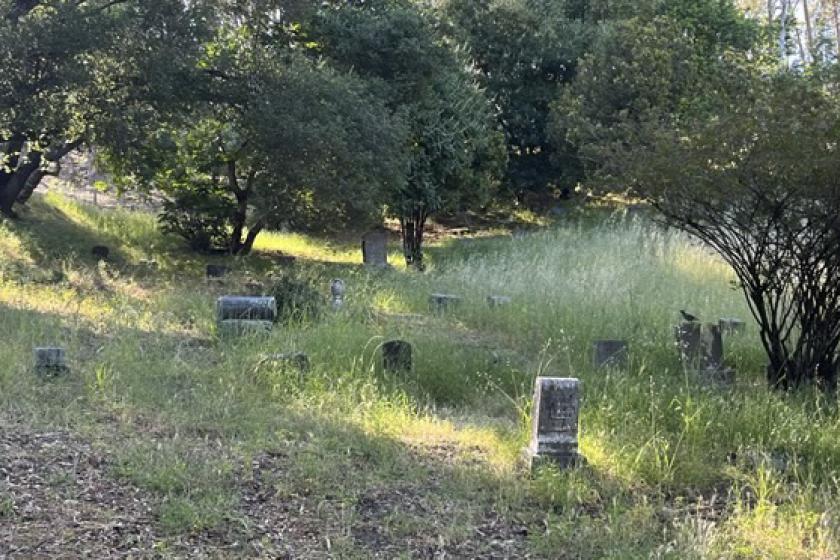 Headstones in a cemetery with overgrown vegetation around them.