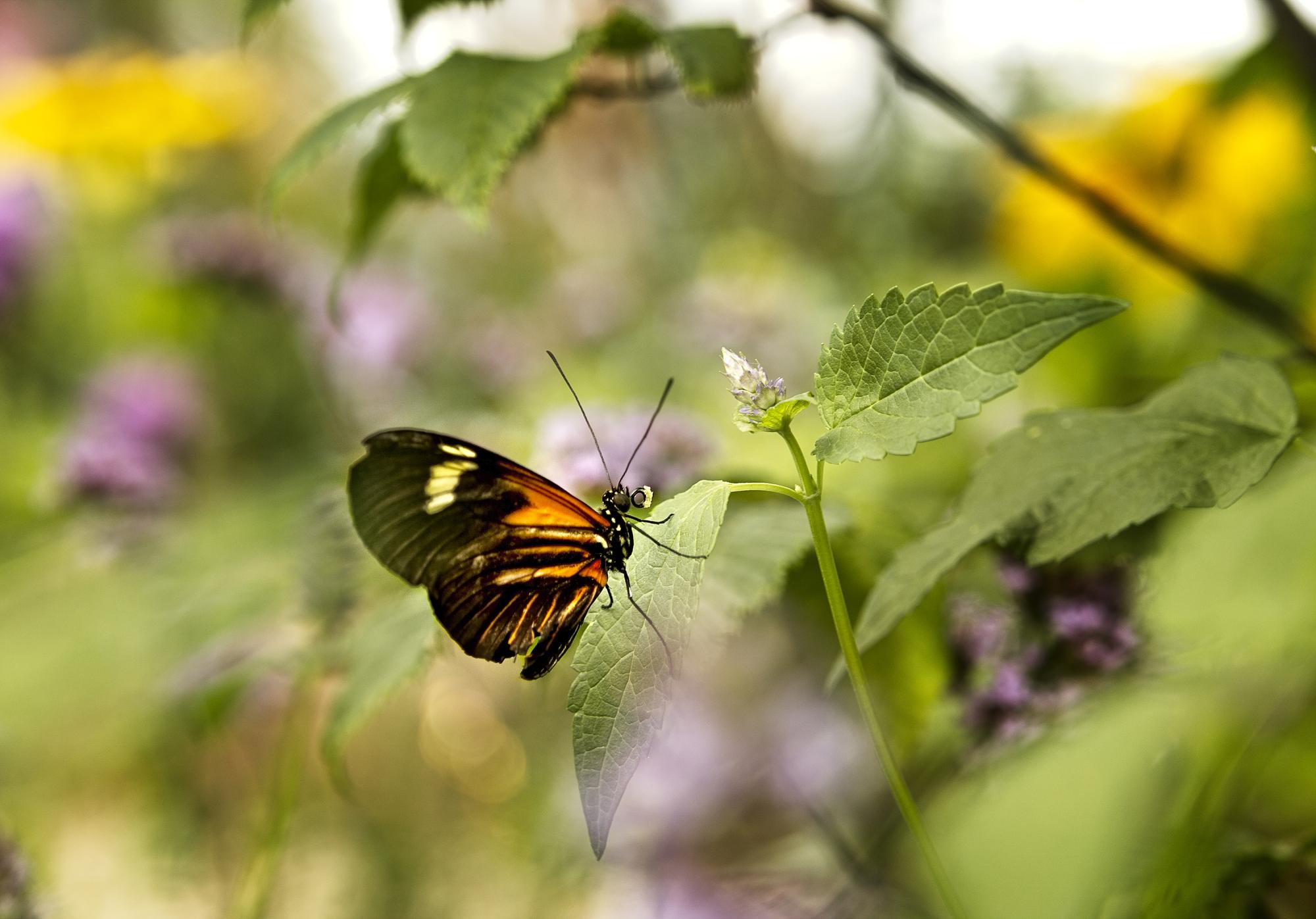 Butterfly on a leaf.