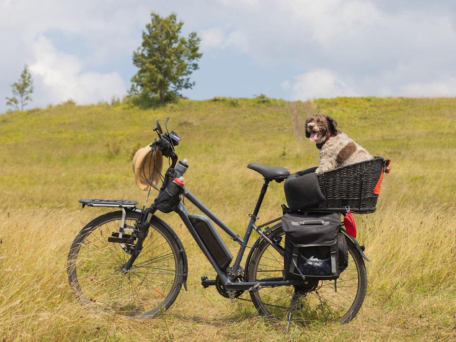 An e-bike fitted with a carrier bag and basket with a dog.