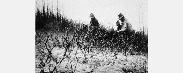 Two firefighters using hand tools in low brush. Black and white photo.