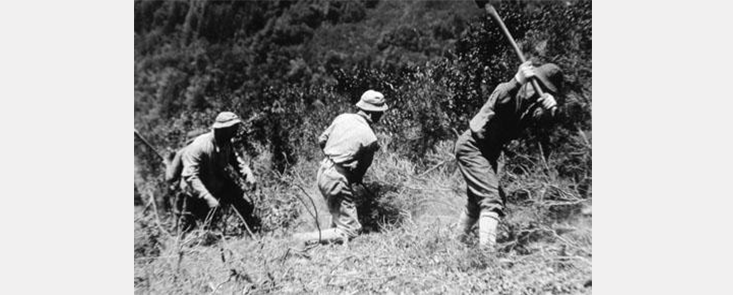 3 firefighters use hand tools to cut down brush. Black and white photo.