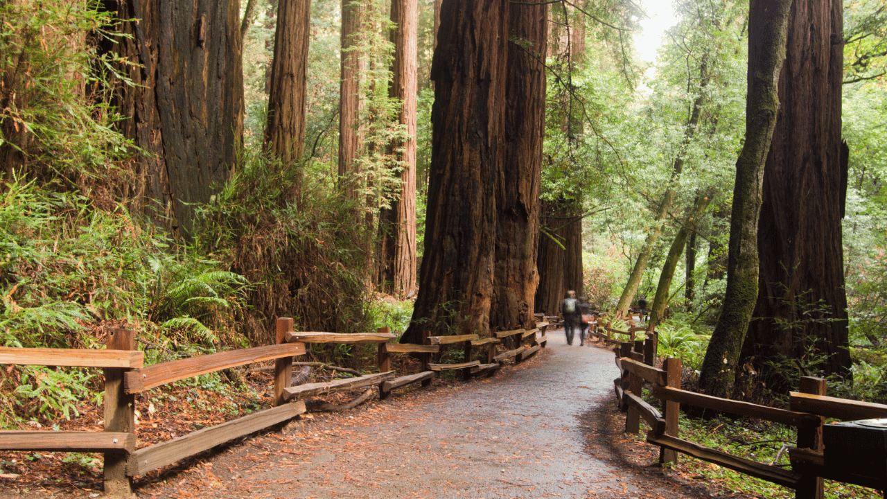 County of Marin, District 4, Muir Woods ©Getty Image