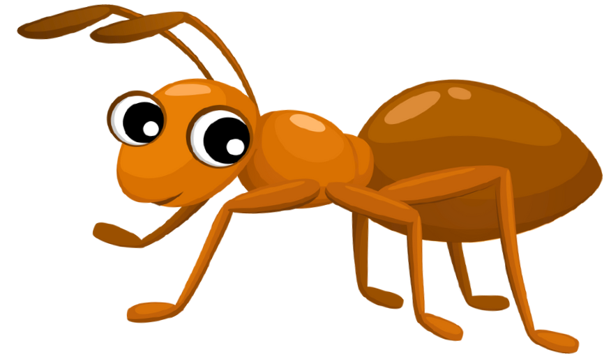 Candidate Ant.