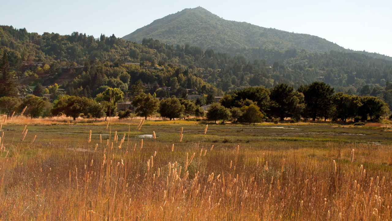 Corte Madera Marsh 