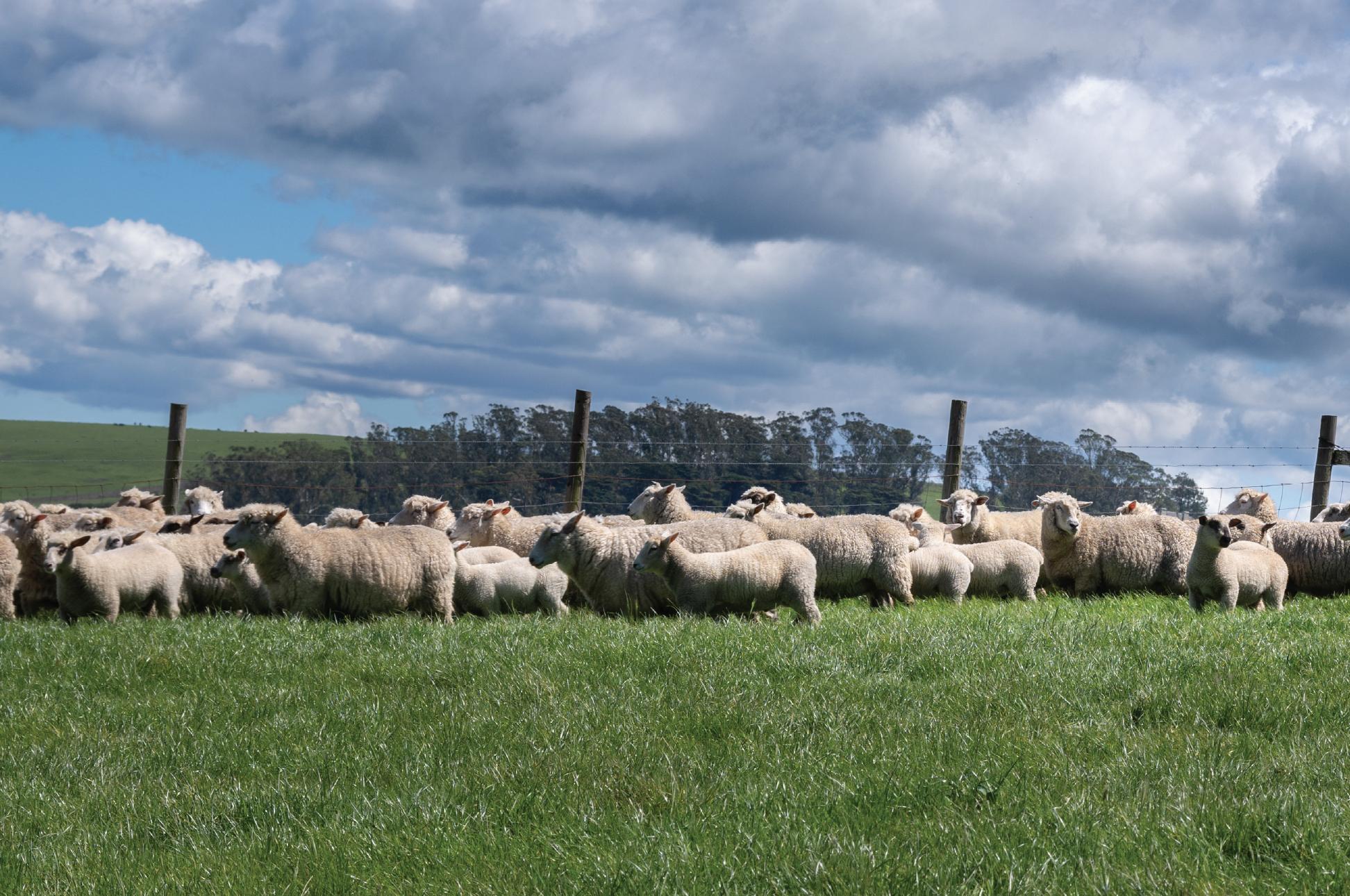 A flock of sheep and lambs gathered in a green pasture beneath a cloudy sky.