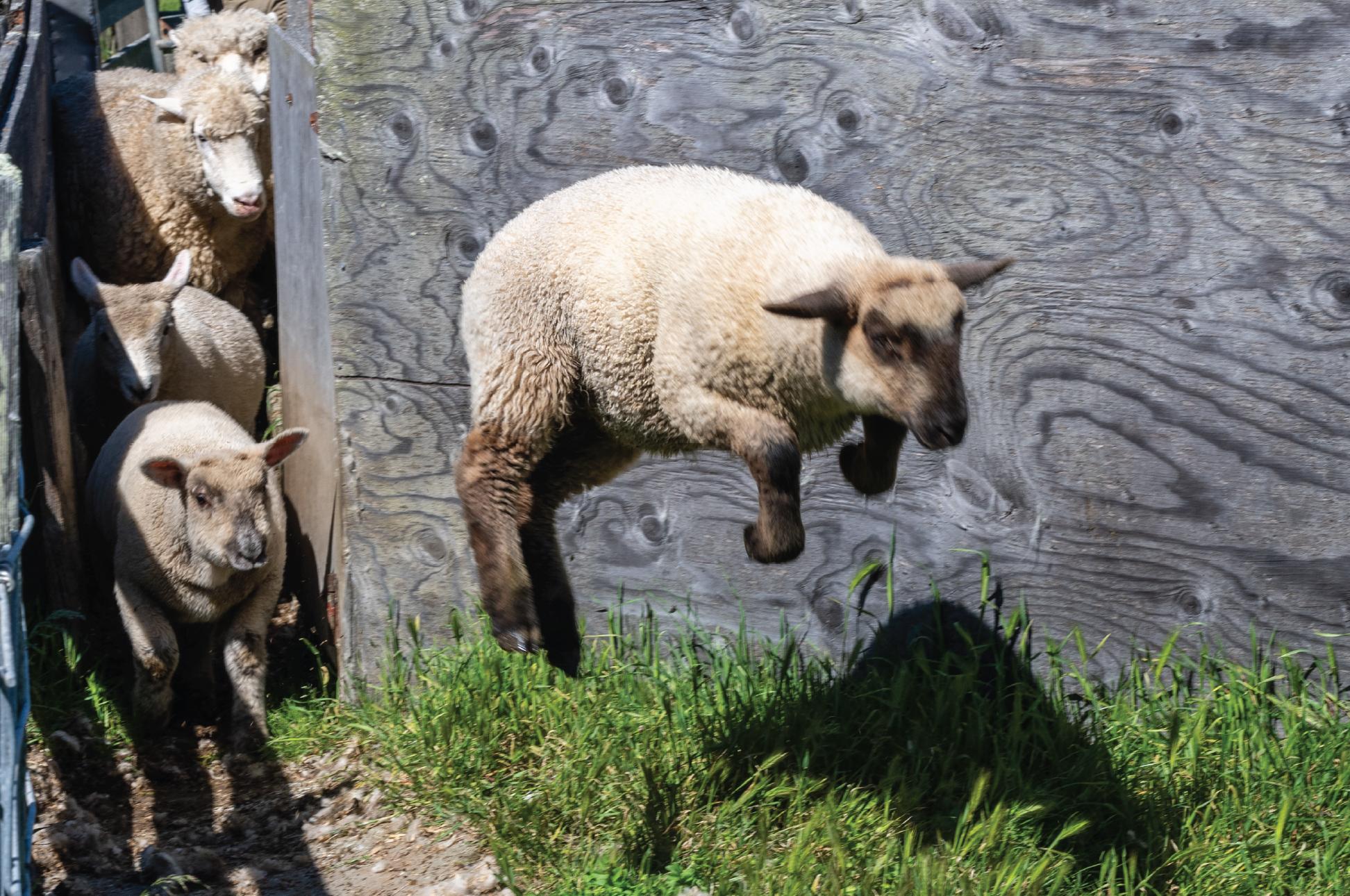 A flock of sheep and lambs gathered in a green pasture beneath a cloudy sky.