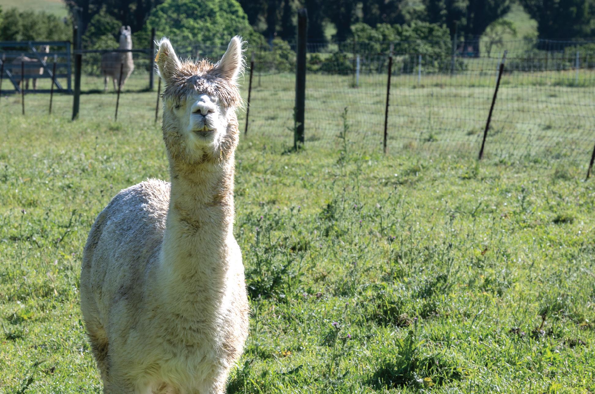 An alpaca standing in a grassy pasture at Windrush Farm.