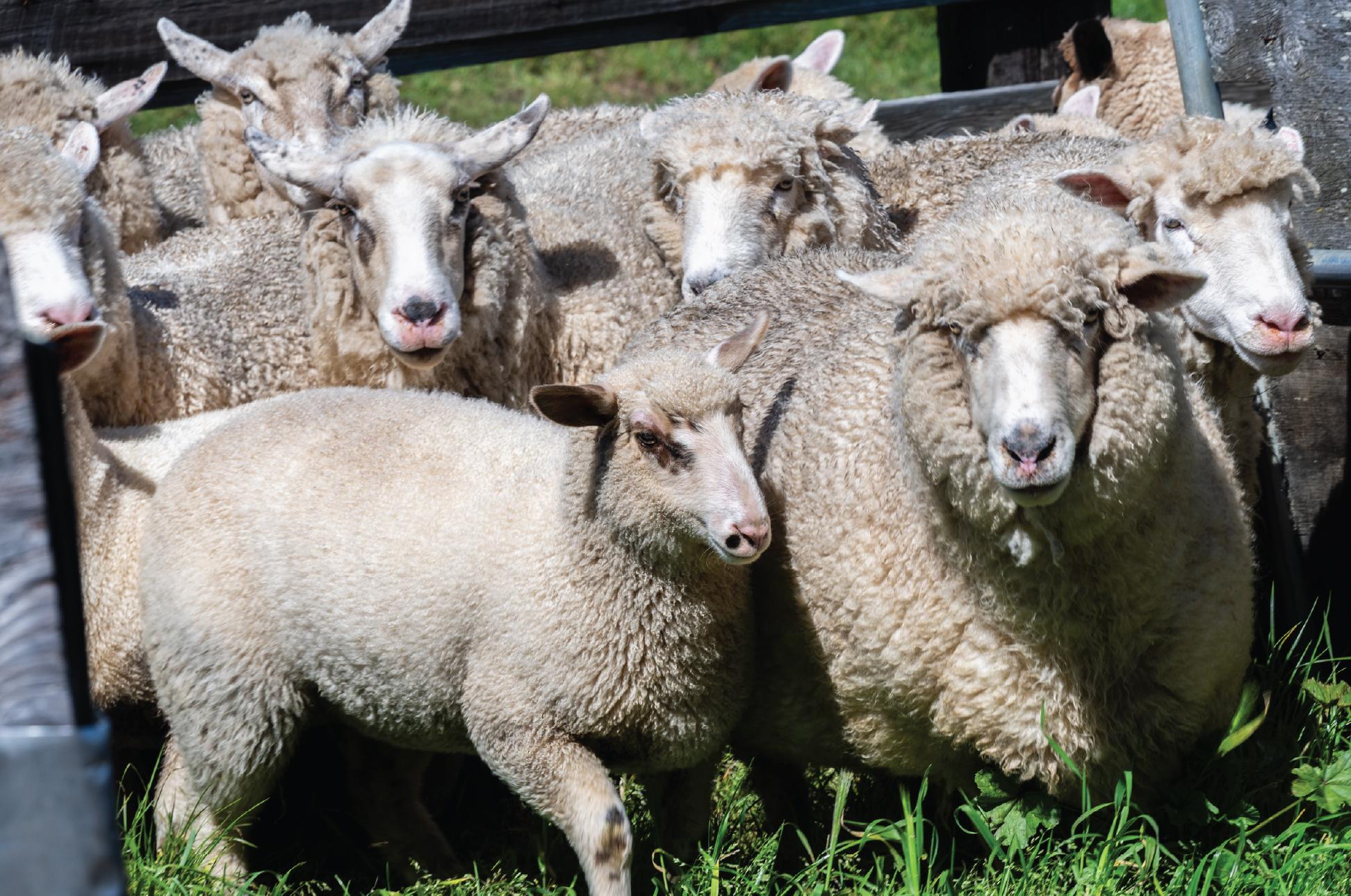A flock of sheep gathered together at Jensen Ranch.