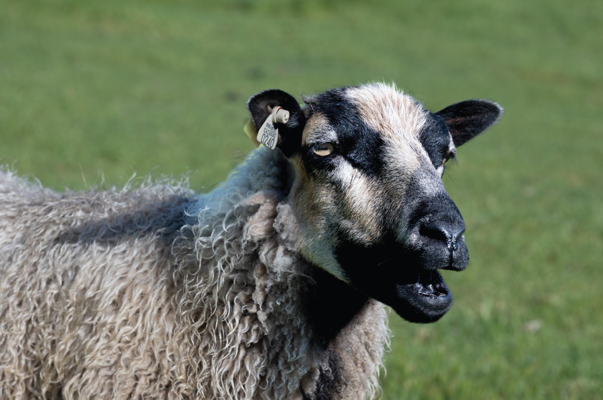 Close-up of a sheep in a green pasture at Windrush Farm.
