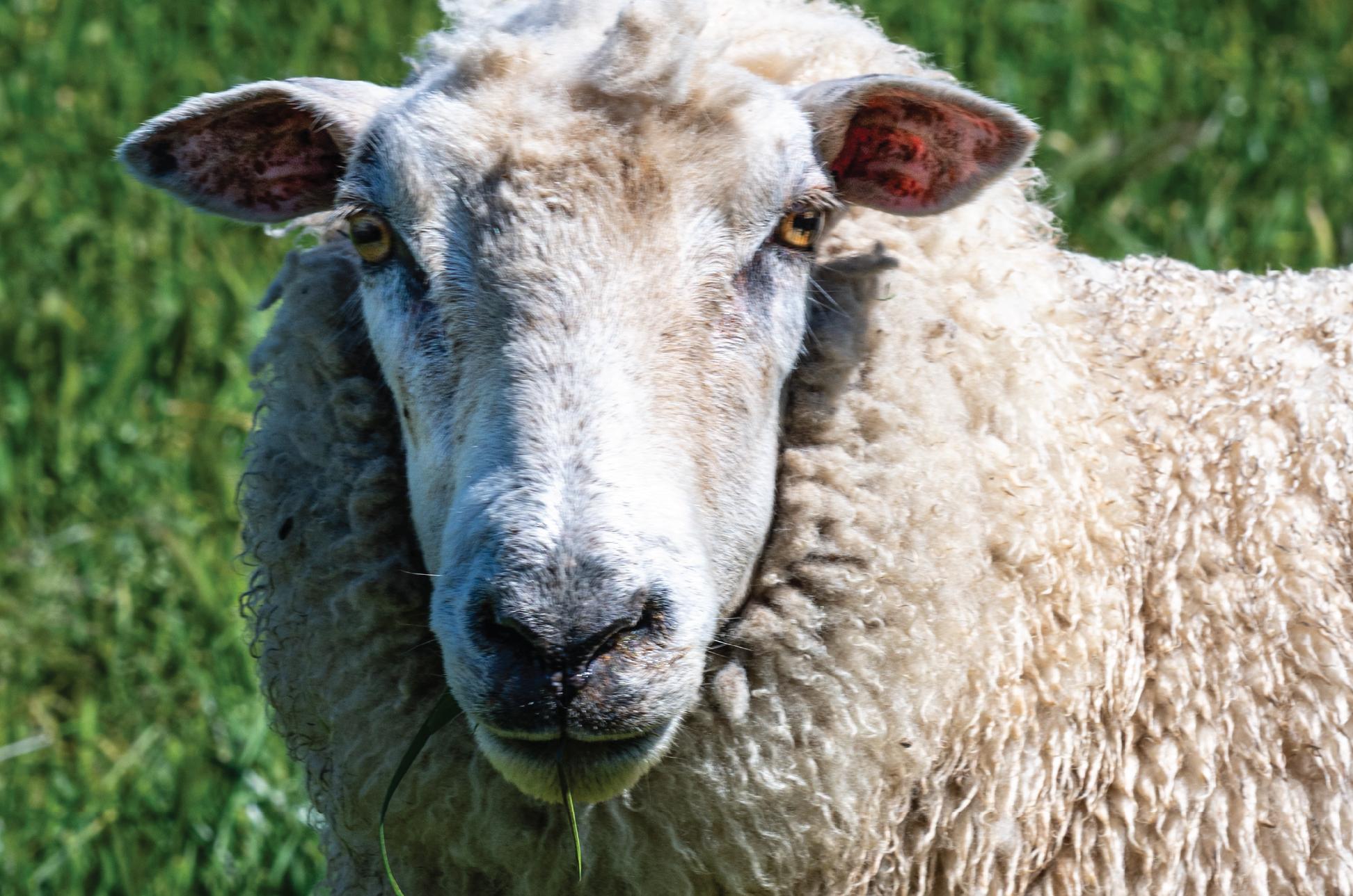 Close-up of a sheep looking toward the camera in a grassy pasture.