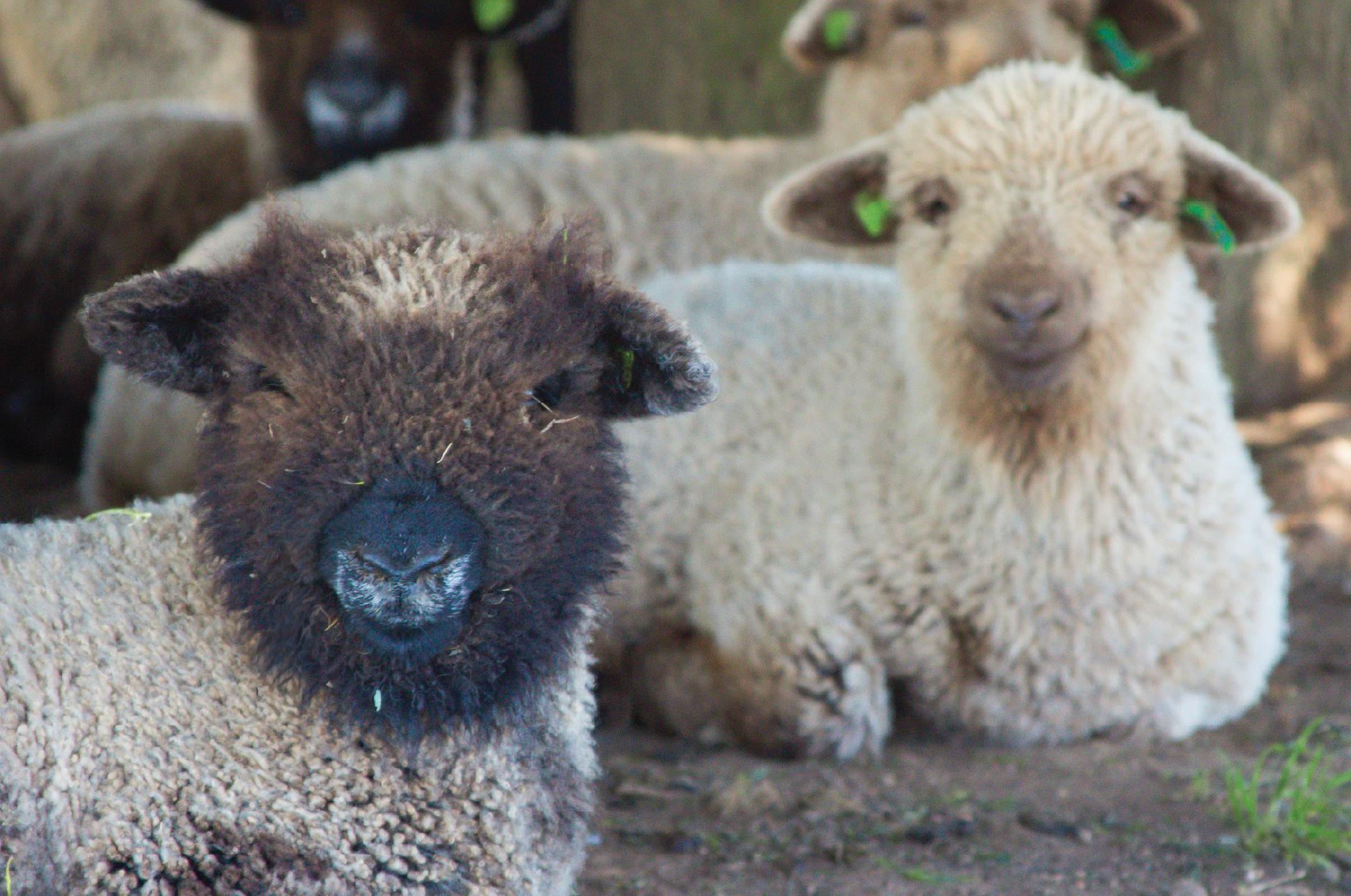 Two sheep resting together in the shade.