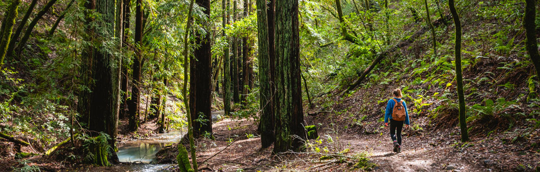 Hiker walking through the redwoods on a trail in Baltimore Canyon
