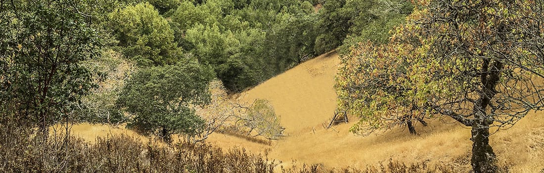 Golden hills and oak woodland in Ignacio Valley Preserve