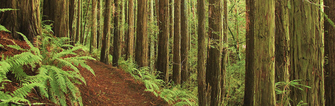 Trail through a redwood forest in Indian Tree Preserve