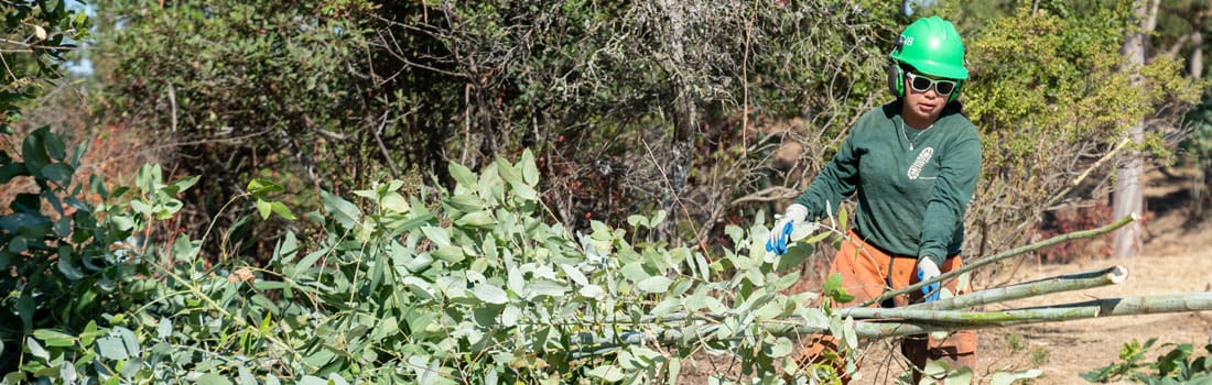 A working in a hard hat and sunglasses clears large branches laden with leaves from the land.