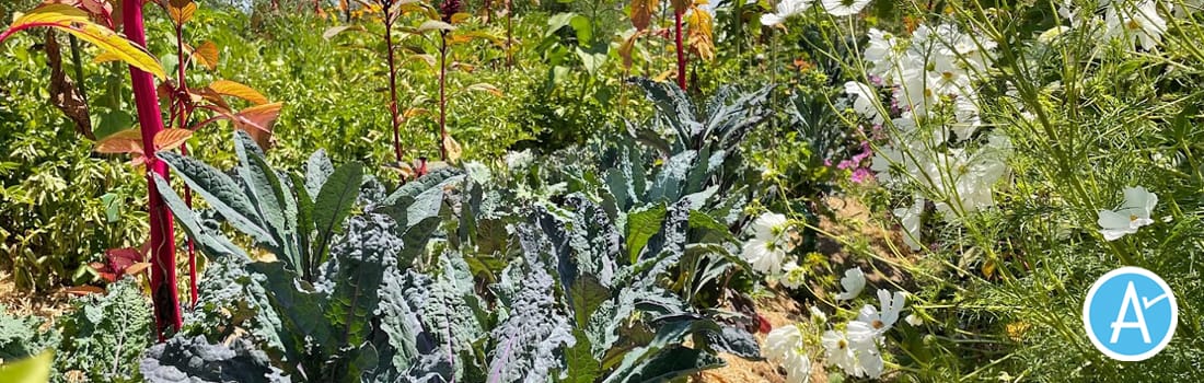 Vegetables growing on a farm with Measure A logo in corner