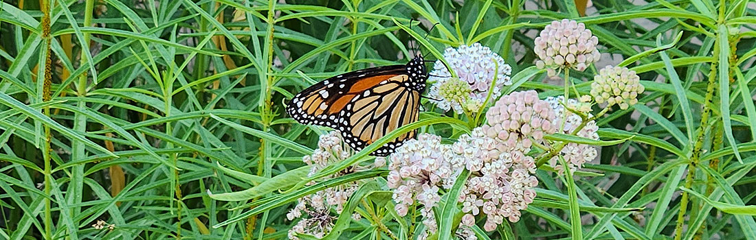 Monarch butterfly resting on narrow leaf milkweed
