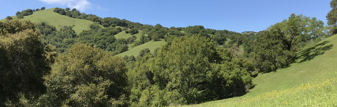 Bowman Canyon oak dotted hills