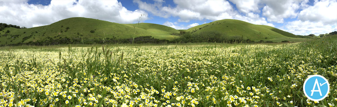 Yellow flowers and green hills of Ielmorini Ranch in west Marin, with Parks Measure A logo in lower right corner