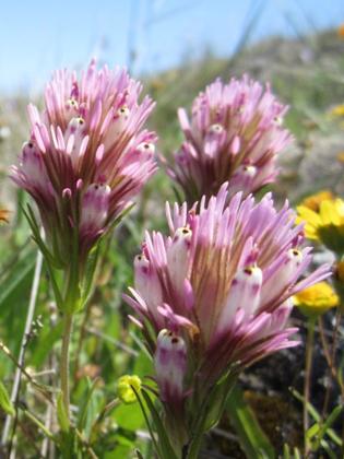 Close up of purple clover flowers in a meadow