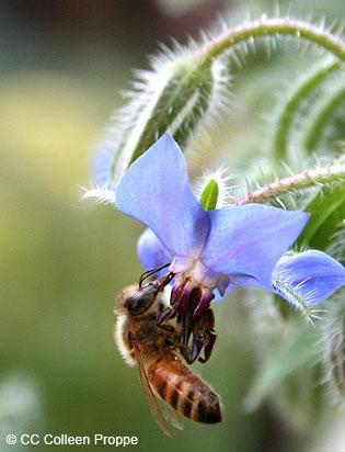 Bee on a flower