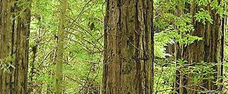 Close up or redwood forest