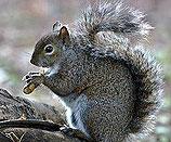 Western gray squirrel
